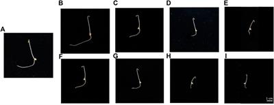 Cytological alterations and oxidative stress induced by Cerium and Neodymium in lentil seedlings and onion bulbs